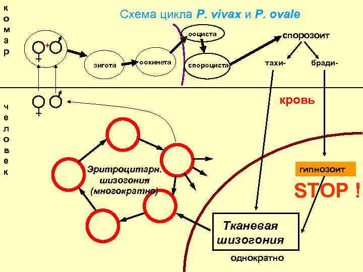 к о м а р Схема цикла P. vivax и P. ovale ооциста +