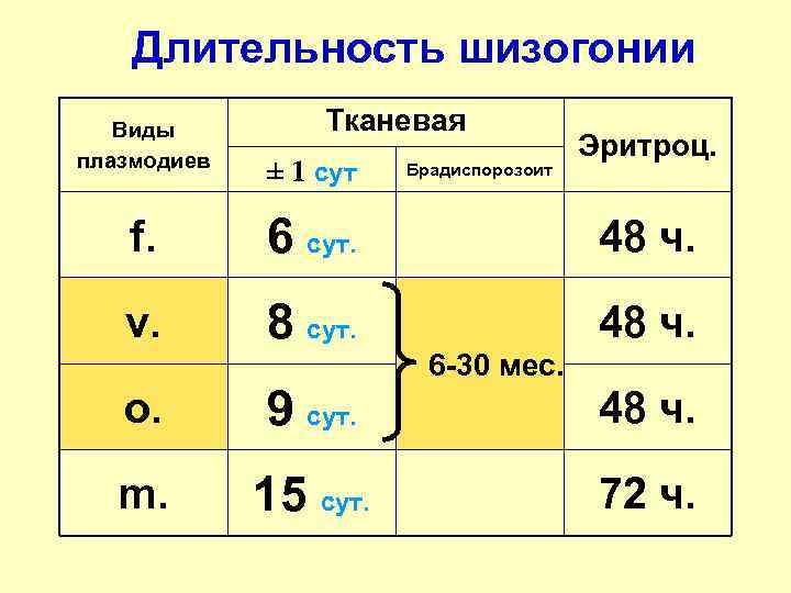 Длительность шизогонии Виды плазмодиев Тканевая ± 1 сут Брадиспорозоит Эритроц. f. 6 сут. 48