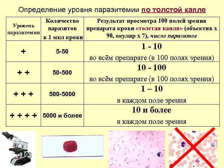Определение уровня паразитемии по толстой капле Количество Результат просмотра 100 полей зрения Уровень паразитов