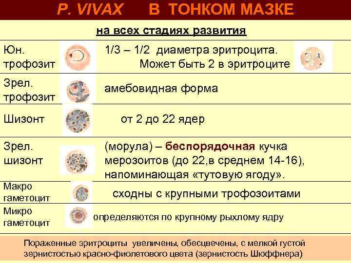 P. VIVAX В ТОНКОМ МАЗКЕ на всех стадиях развития Юн. трофозит 1/3 – 1/2