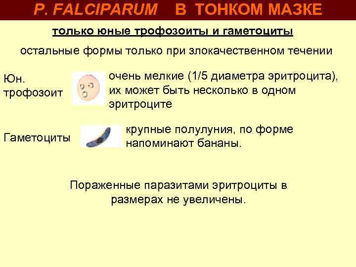 P. FALCIPARUM В ТОНКОМ МАЗКЕ только юные трофозоиты и гаметоциты остальные формы только при