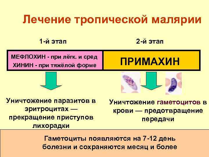 Лечение тропической малярии 1 -й этап 2 -й этап МЕФЛОХИН - при лёгк. и