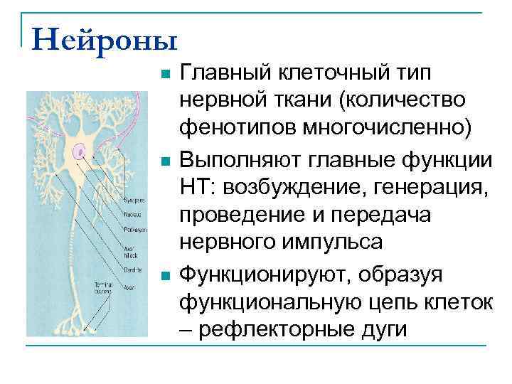 Нейроны n n n Главный клеточный тип нервной ткани (количество фенотипов многочисленно) Выполняют главные