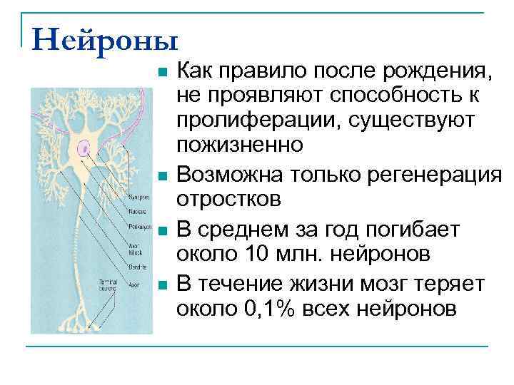 Схема регенерации нейрона