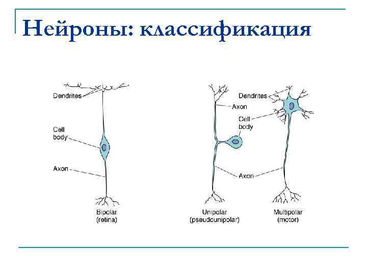 Нейроны: классификация 