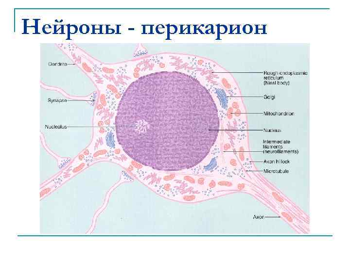 Нейроны - перикарион 