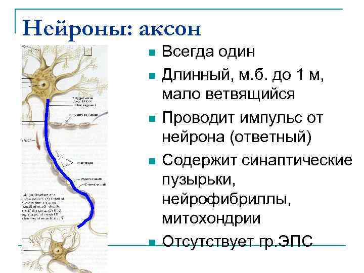 Нейроны: аксон n n n Всегда один Длинный, м. б. до 1 м, мало