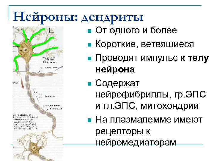 Нейроны: дендриты n n n От одного и более Короткие, ветвящиеся Проводят импульс к