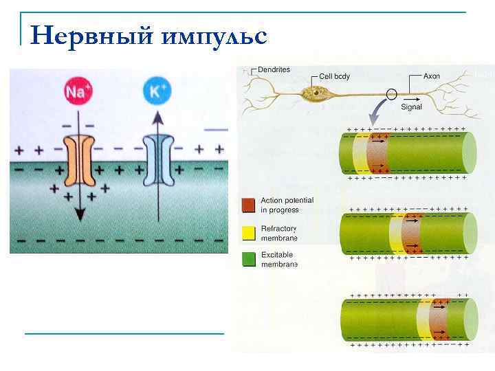 Нервный импульс 