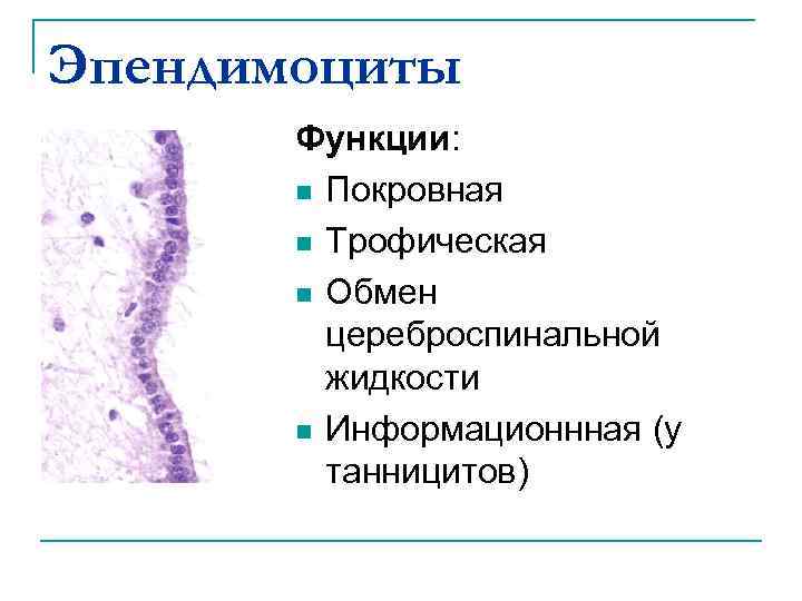 Эпендимоциты Функции: n Покровная n Трофическая n Обмен цереброспинальной жидкости n Информационнная (у танницитов)