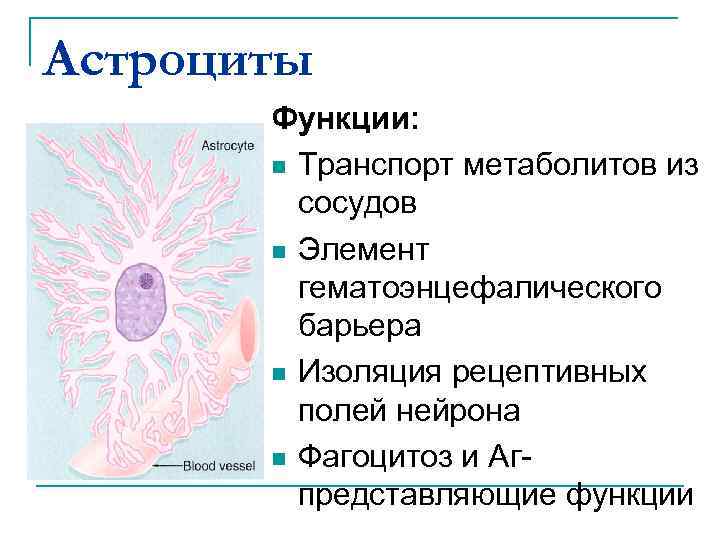 Астроциты Функции: n Транспорт метаболитов из сосудов n Элемент гематоэнцефалического барьера n Изоляция рецептивных