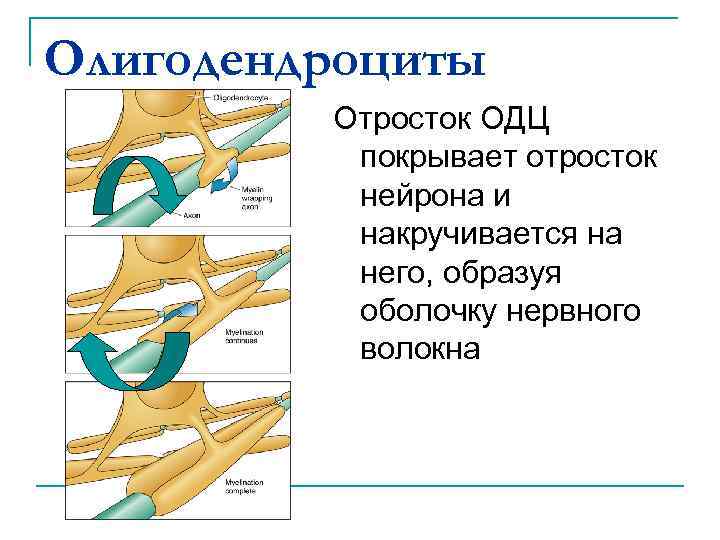 Олигодендроциты Отросток ОДЦ покрывает отросток нейрона и накручивается на него, образуя оболочку нервного волокна