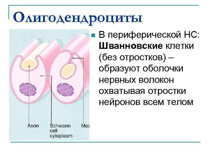 Олигодендроциты n В периферической НС: Шванновские клетки (без отростков) – образуют оболочки нервных волокон