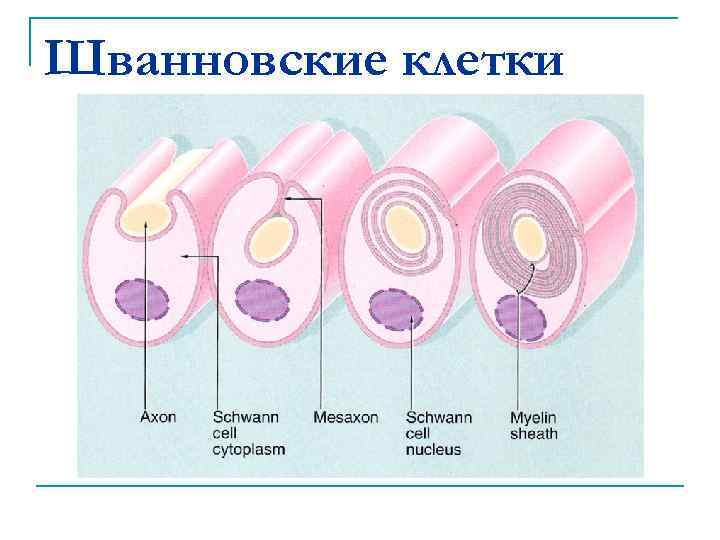 Шванновские клетки 