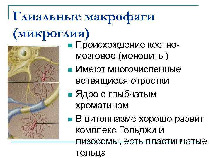 Глиальные макрофаги (микроглия) n n Происхождение костномозговое (моноциты) Имеют многочисленные ветвящиеся отростки Ядро с