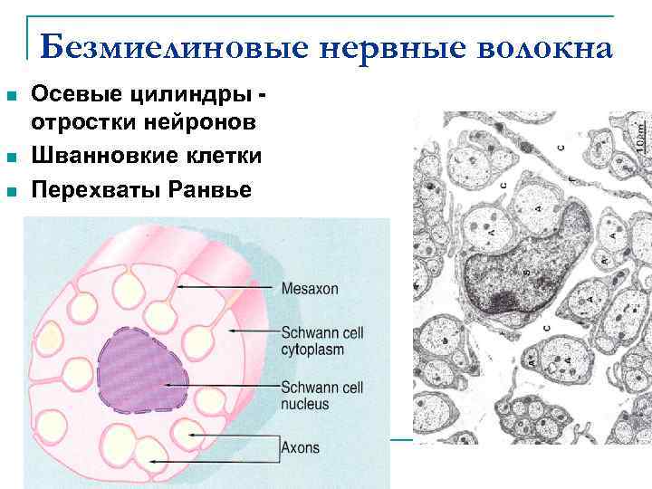 Безмиелиновые нервные волокна рисунок