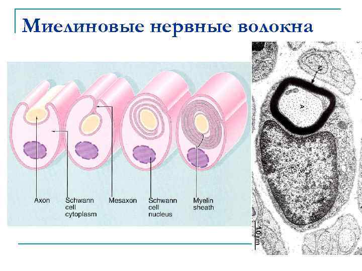 Миелиновые нервные волокна 