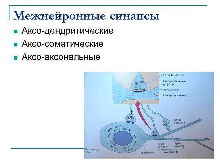 Аксосоматический синапс схема