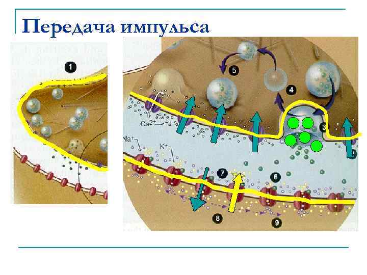 Схема передачи импульсов. Передача импульса. Передача нервного импульса. Схема передачи импульса от головного мозга в зубе.