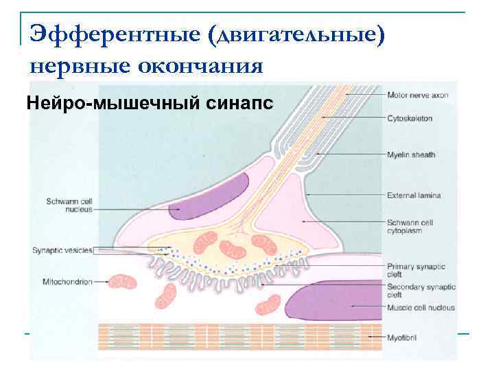 Строение мышечного синапса