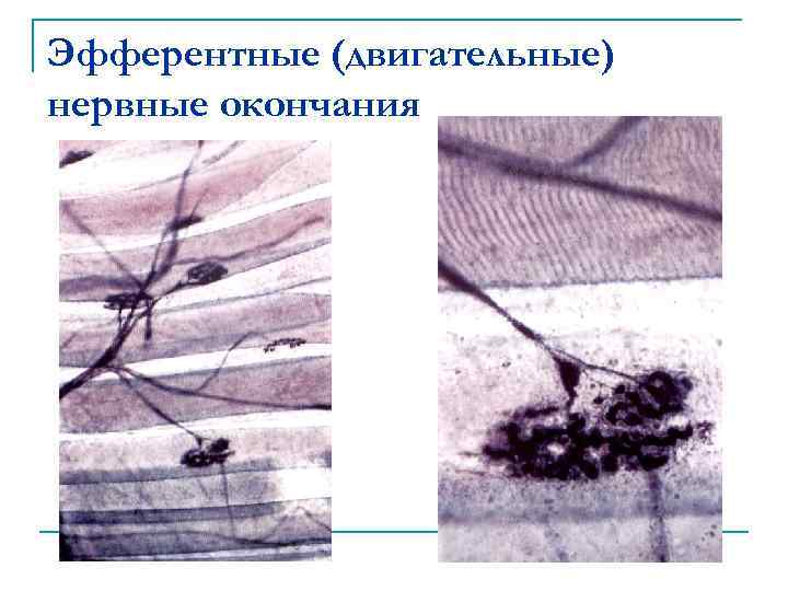 Эфферентные (двигательные) нервные окончания 