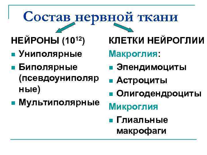 Состав нервной ткани НЕЙРОНЫ (1012) КЛЕТКИ НЕЙРОГЛИИ n Униполярные Макроглия: n Биполярные n Эпендимоциты