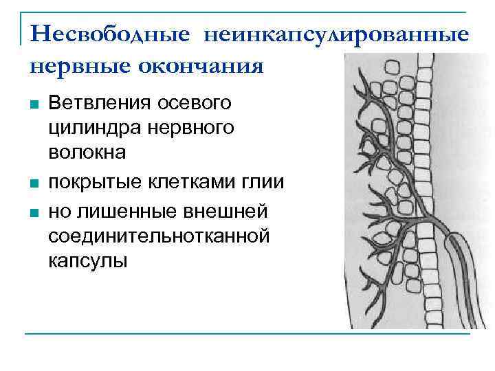 Несвободные неинкапсулированные нервные окончания n n n Ветвления осевого цилиндра нервного волокна покрытые клетками