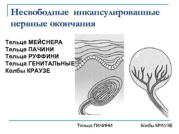 Рассмотрите рисунок ниже и обозначьте структурные компоненты телец пачини