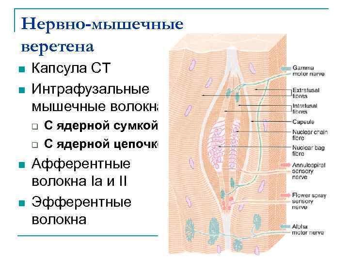 Нервно-мышечные веретена n n Капсула СТ Интрафузальные мышечные волокна q q n n С