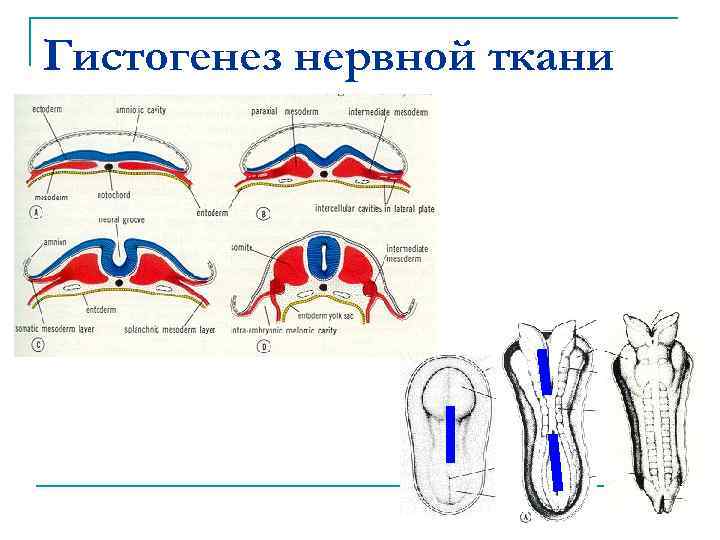 Гистогенез нервной ткани 