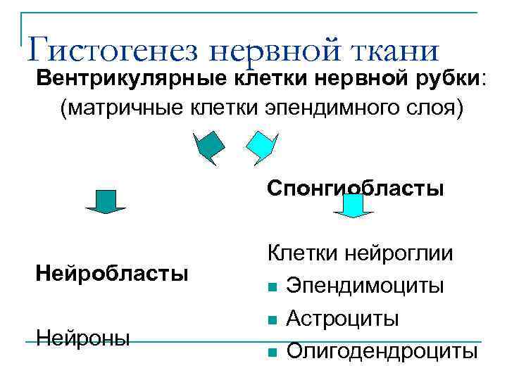 Гистогенез нервной ткани Вентрикулярные клетки нервной рубки: (матричные клетки эпендимного слоя) Спонгиобласты Нейроны Клетки