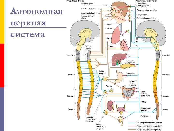 Автономная нервная система 