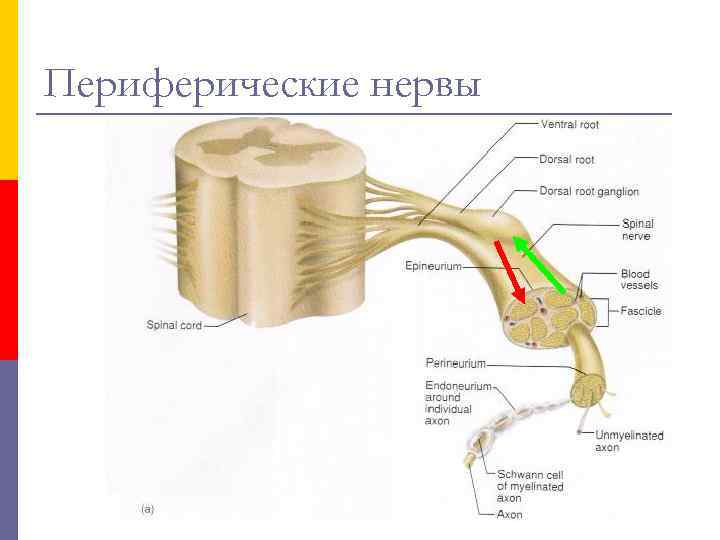 Периферические нервы 