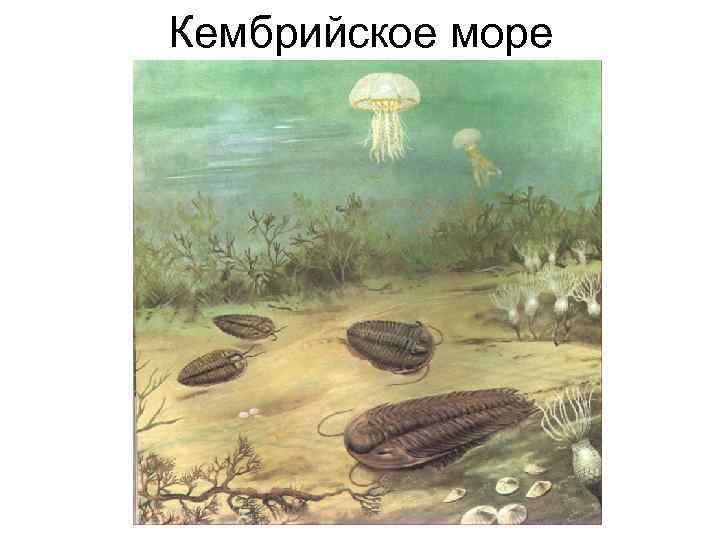 Кембрийское море 