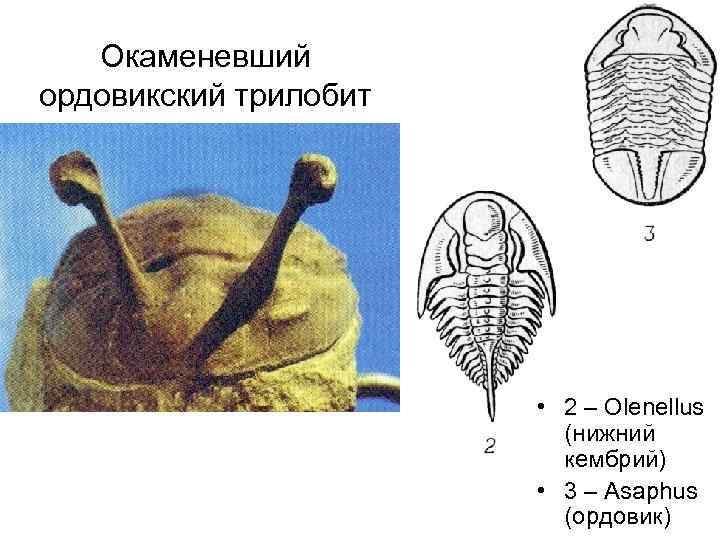 Окаменевший ордовикский трилобит • 2 – Olenellus (нижний кембрий) • 3 – Asaphus (ордовик)