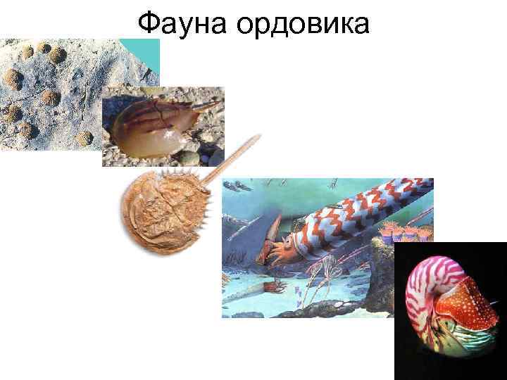 Фауна ордовика 