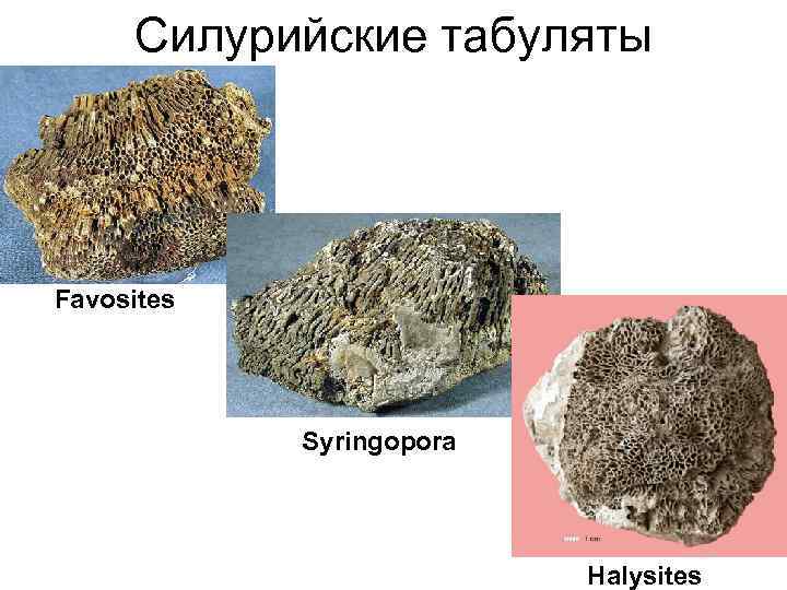 Силурийские табуляты Favosites Syringopora Halysites 