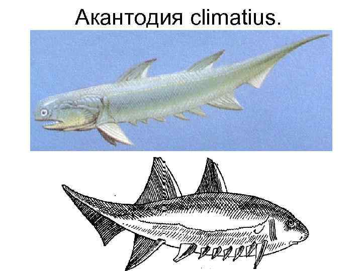 Акантодия climatius. 