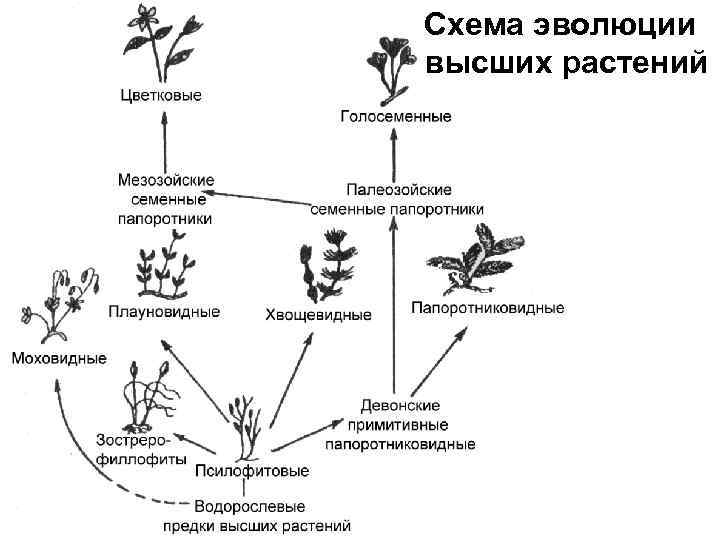 Схема эволюции высших растений 