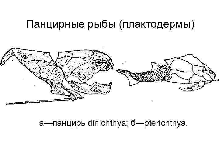 Панцирные рыбы (плактодермы) а—панцирь dinichthya; б—pterichthya. 