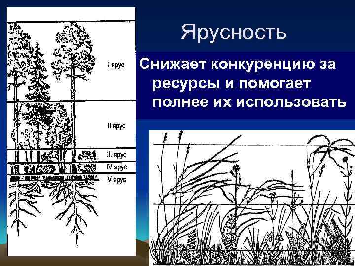 Пространственная структура биоценоза схема