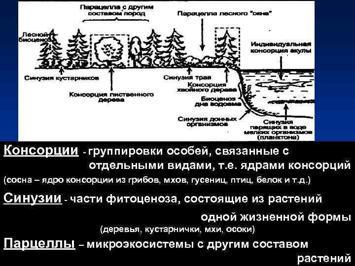 Смена фитоценоза схема