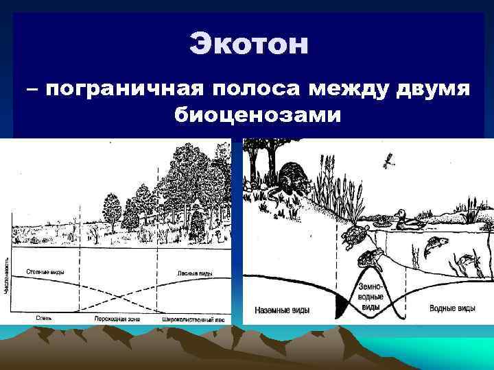 Экотон – пограничная полоса между двумя биоценозами 