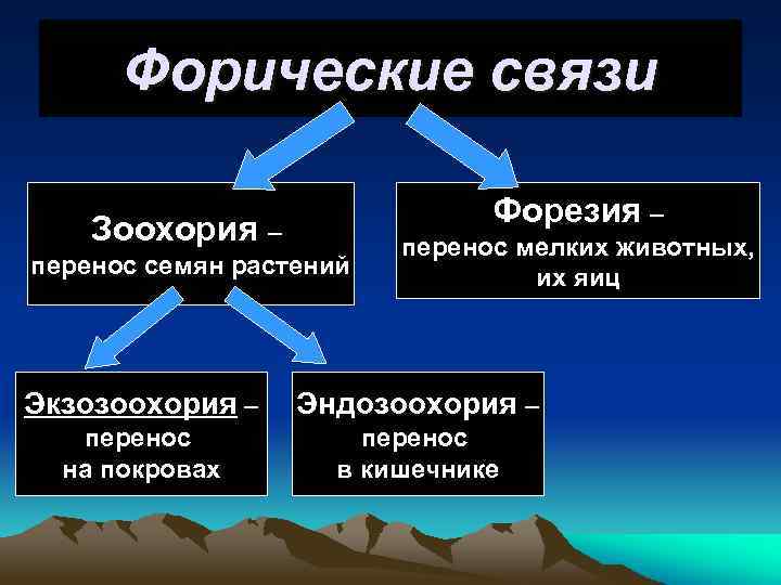 Форические связи Форезия – Зоохория – перенос семян растений перенос мелких животных, их яиц