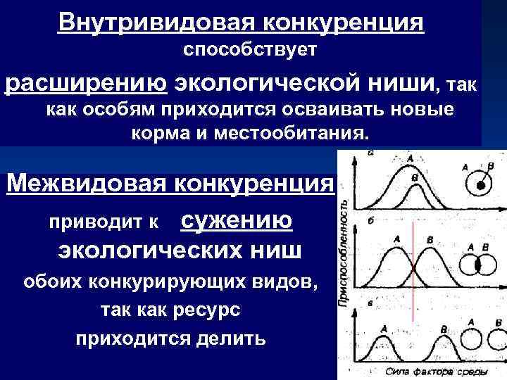 Внутривидовая конкуренция способствует расширению экологической ниши, так как особям приходится осваивать новые корма и