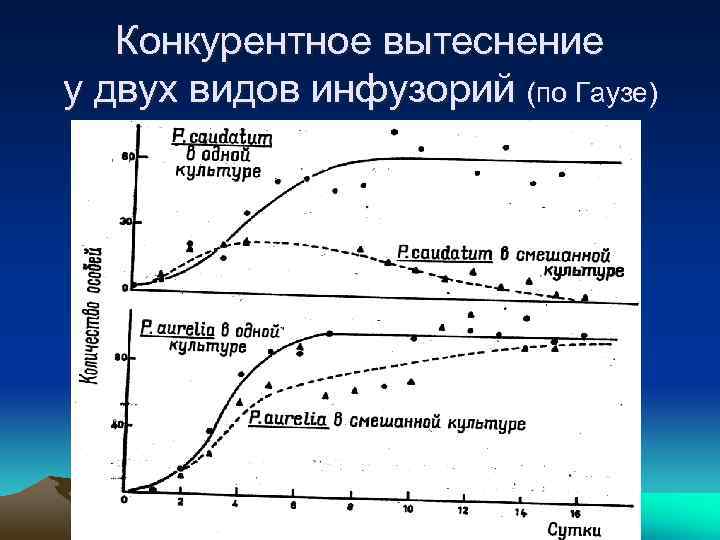 Конкурентное вытеснение у двух видов инфузорий (по Гаузе) 