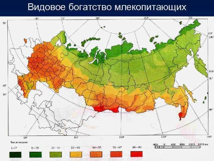 Видовое богатство млекопитающих 