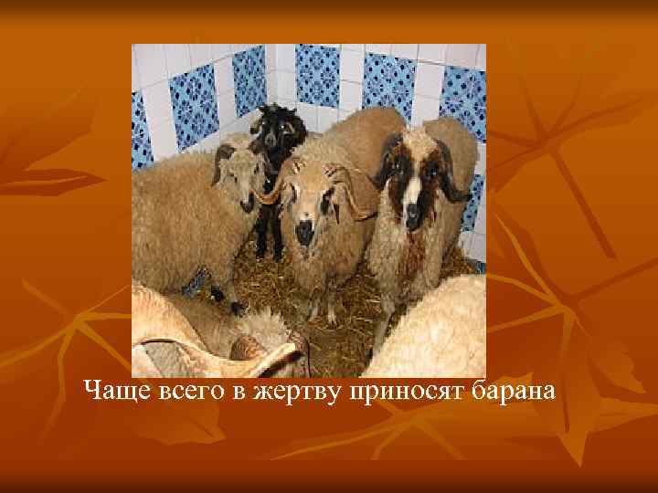  Чаще всего в жертву приносят барана 