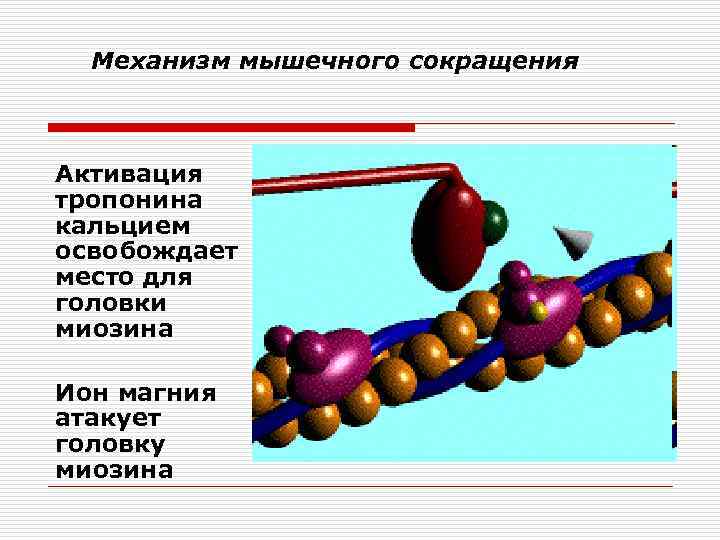 Механизм мышечного сокращения Активация тропонина кальцием освобождает место для головки миозина Ион магния атакует