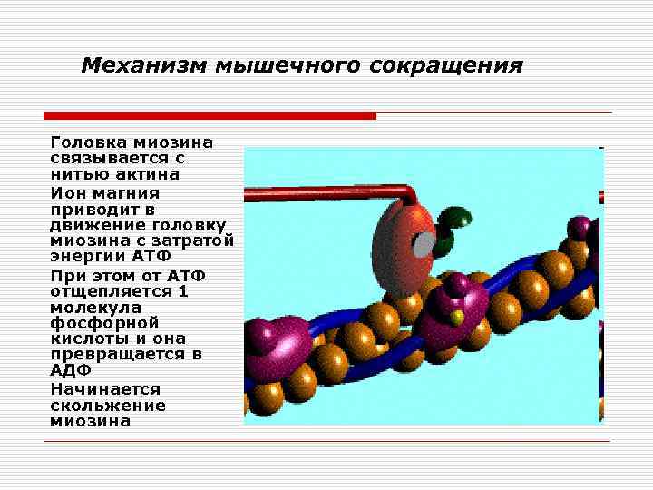 Схема мышечного сокращения биохимия